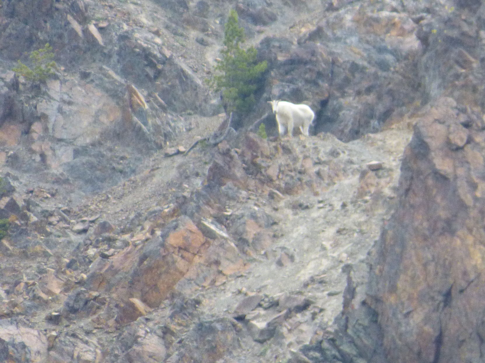 Mountain goat